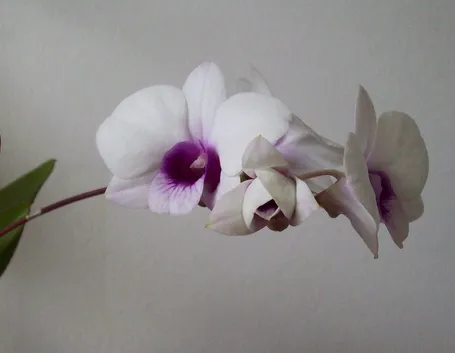 orchidee mini