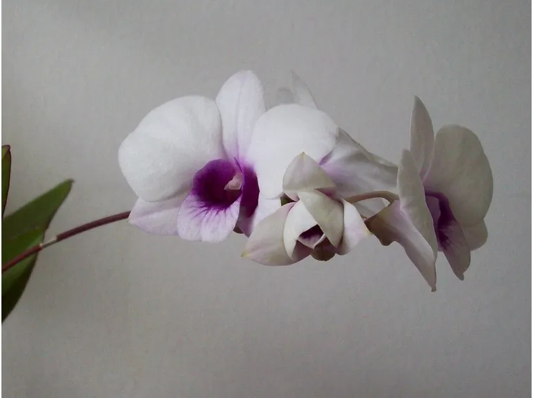 orchidee mini