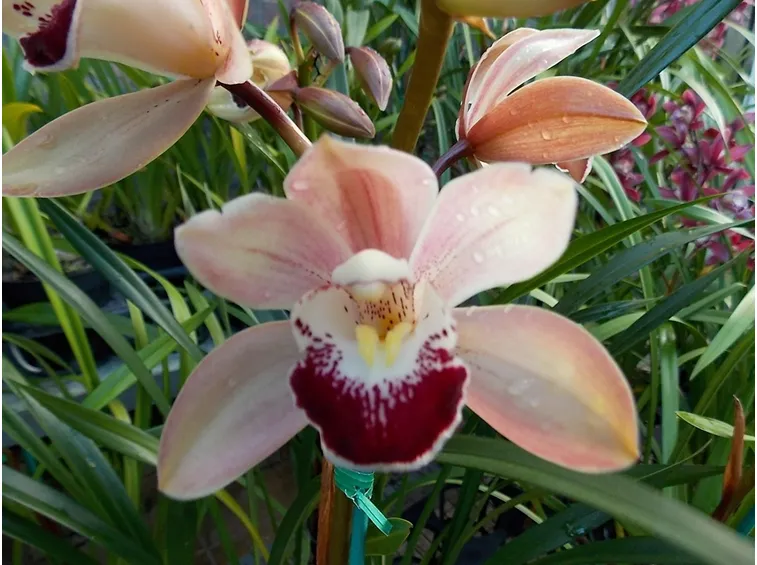 orchidee rare-5