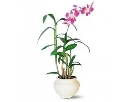 orchidee rare-6