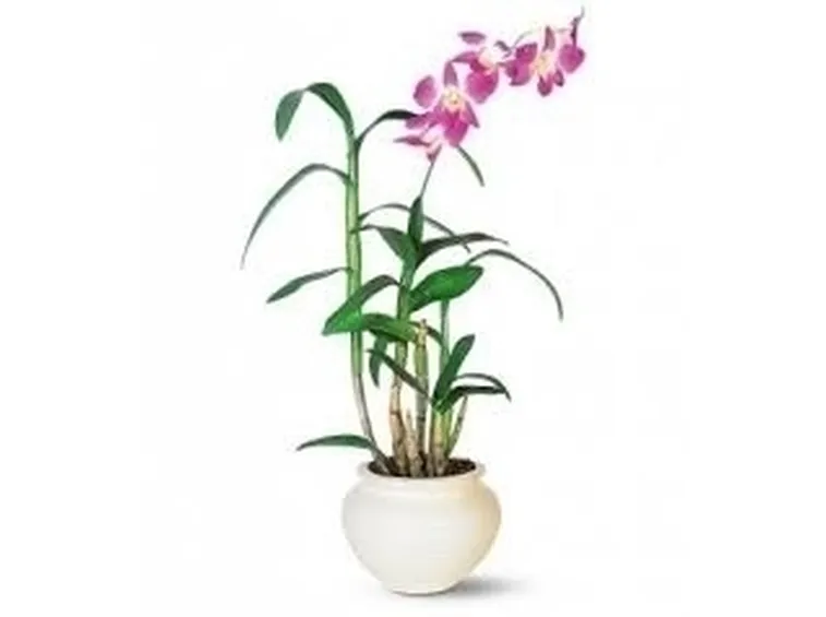 orchidee rare-6
