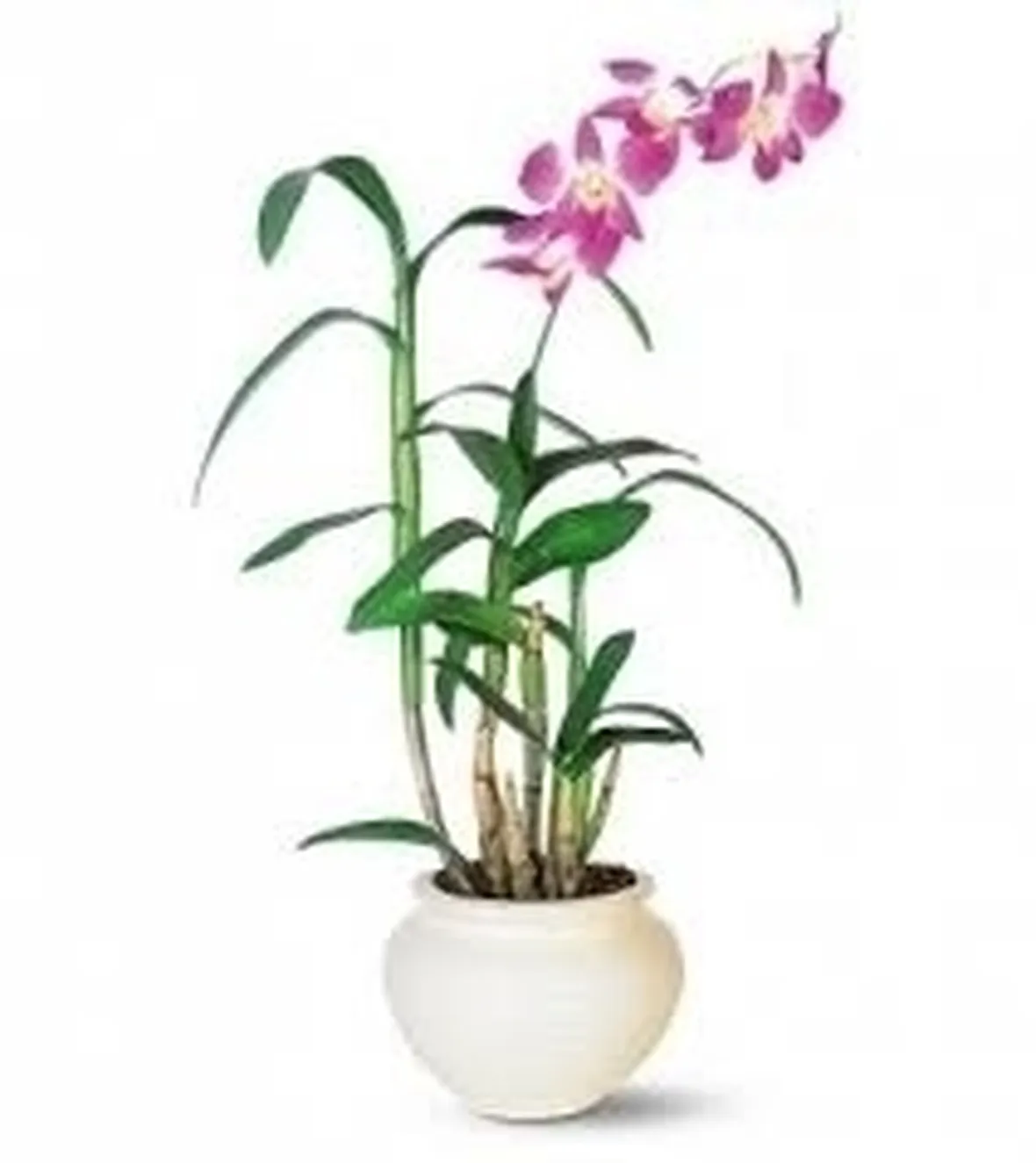 orchidee rare-6