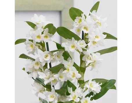 orchidee rare-8
