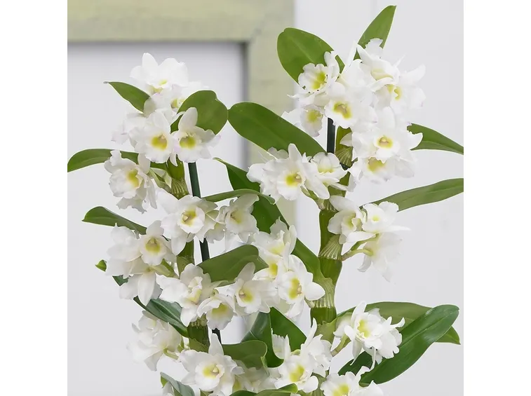 orchidee rare-8