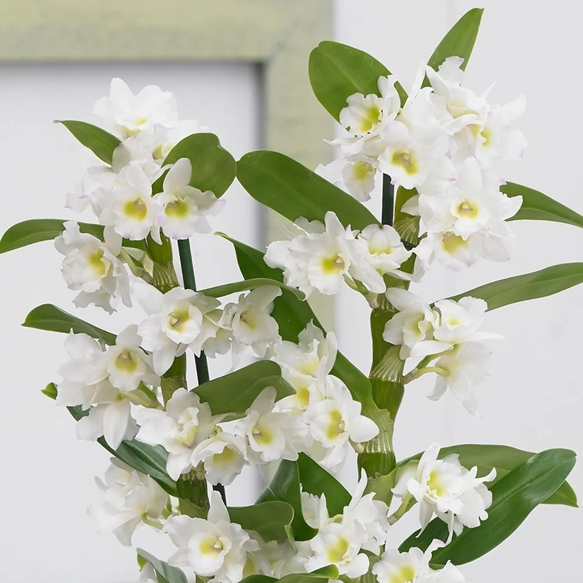 orchidee rare-8