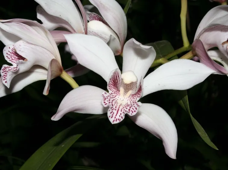 orchidee rare-9