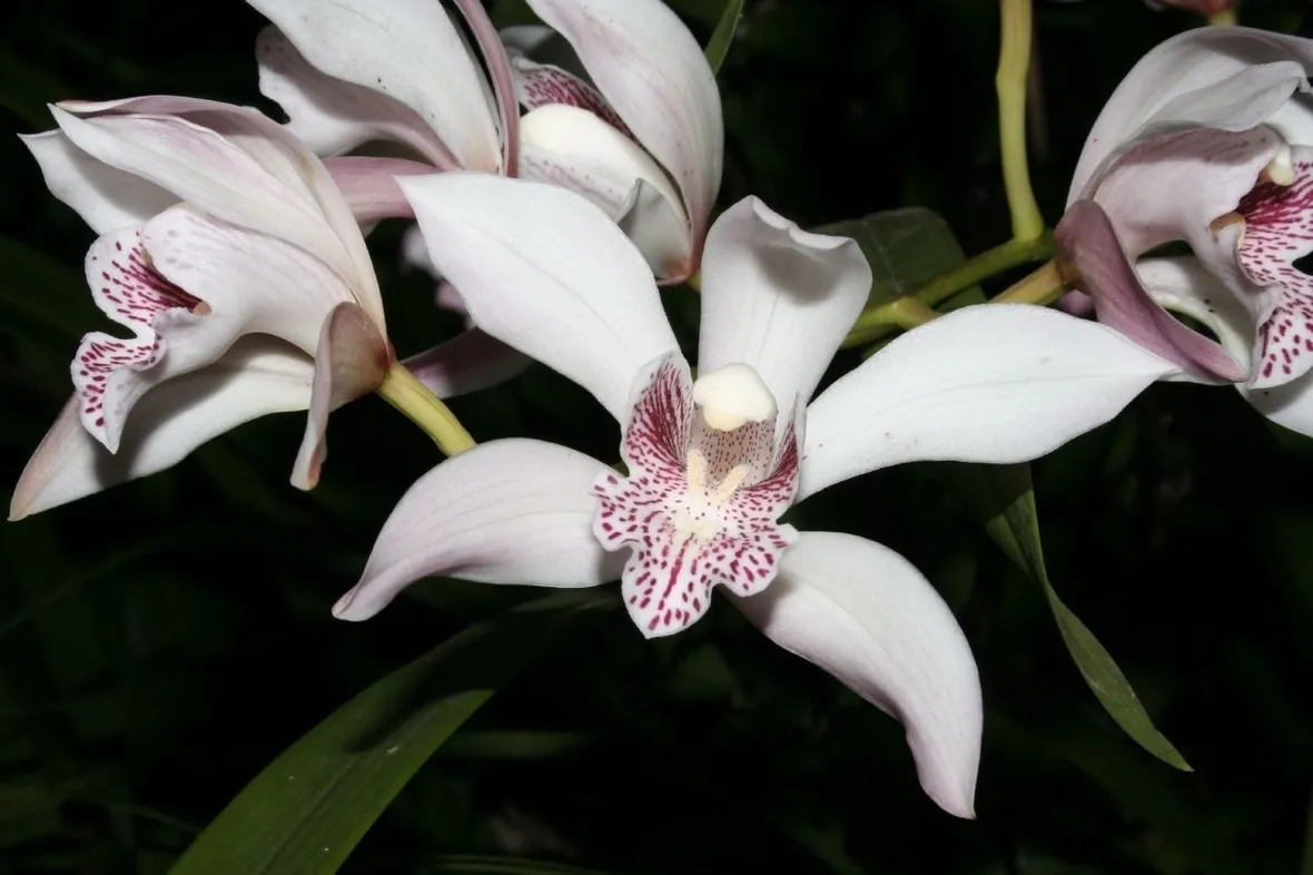 orchidee rare-9