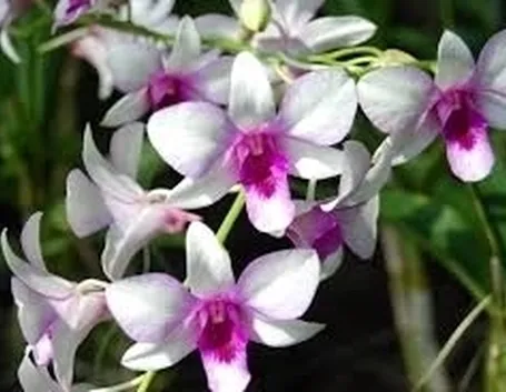 orchidee rare