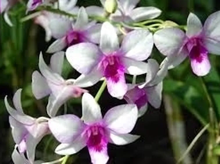 orchidee rare