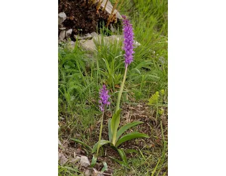 orchidee selvatiche-2
