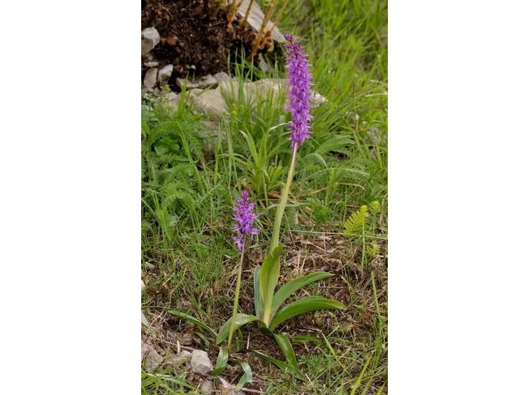 orchidee selvatiche-2
