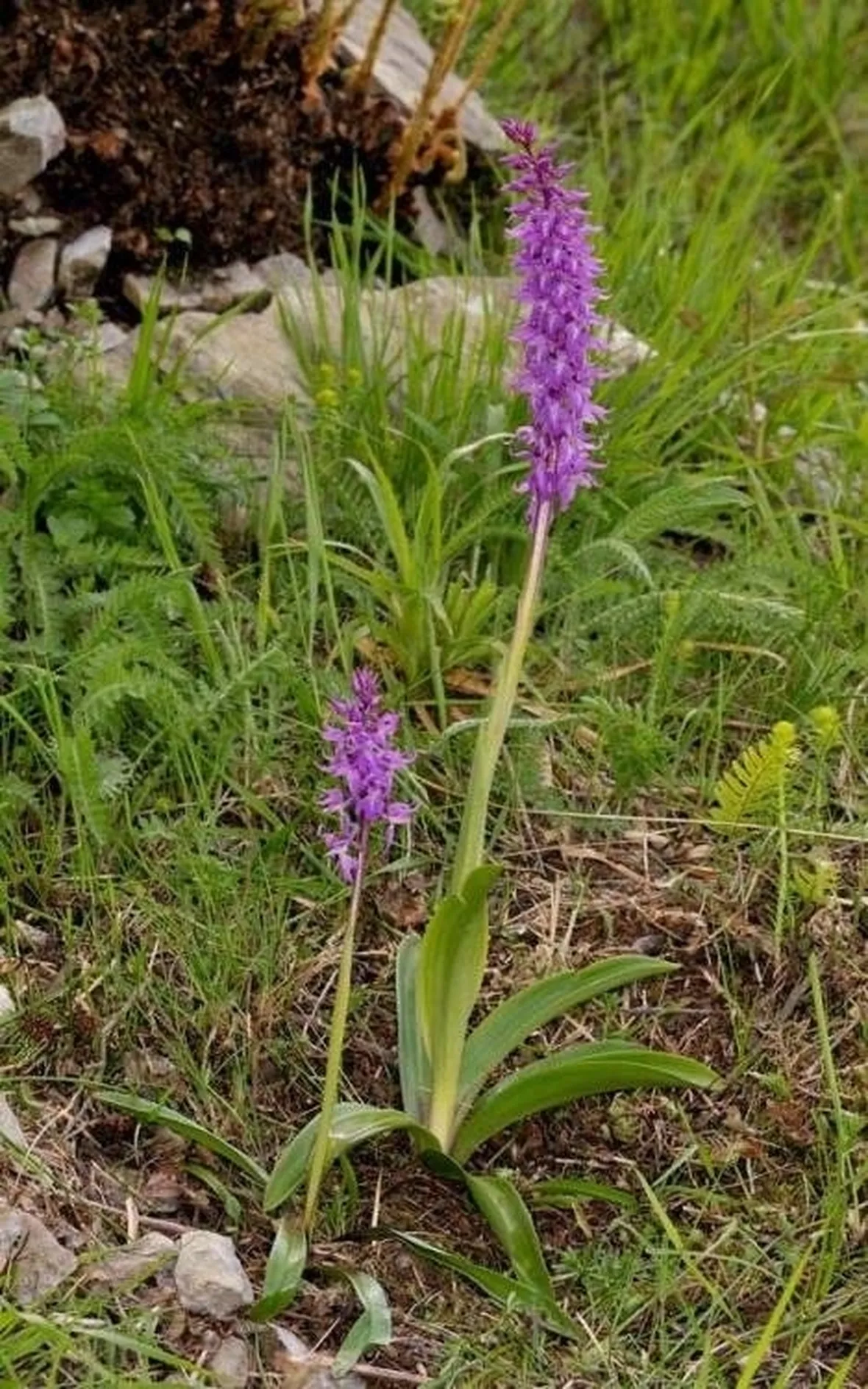 orchidee selvatiche-2