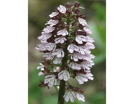 orchidee selvatiche-4