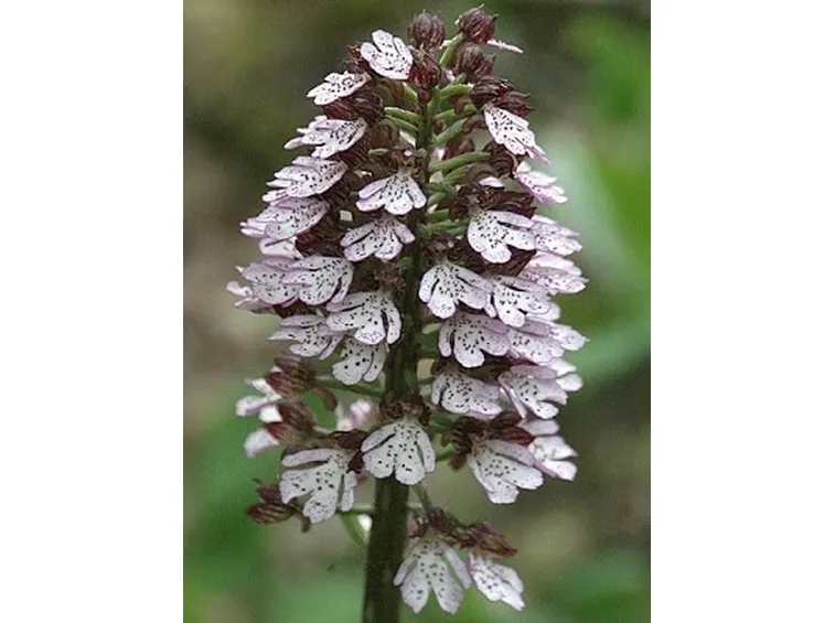 orchidee selvatiche-4