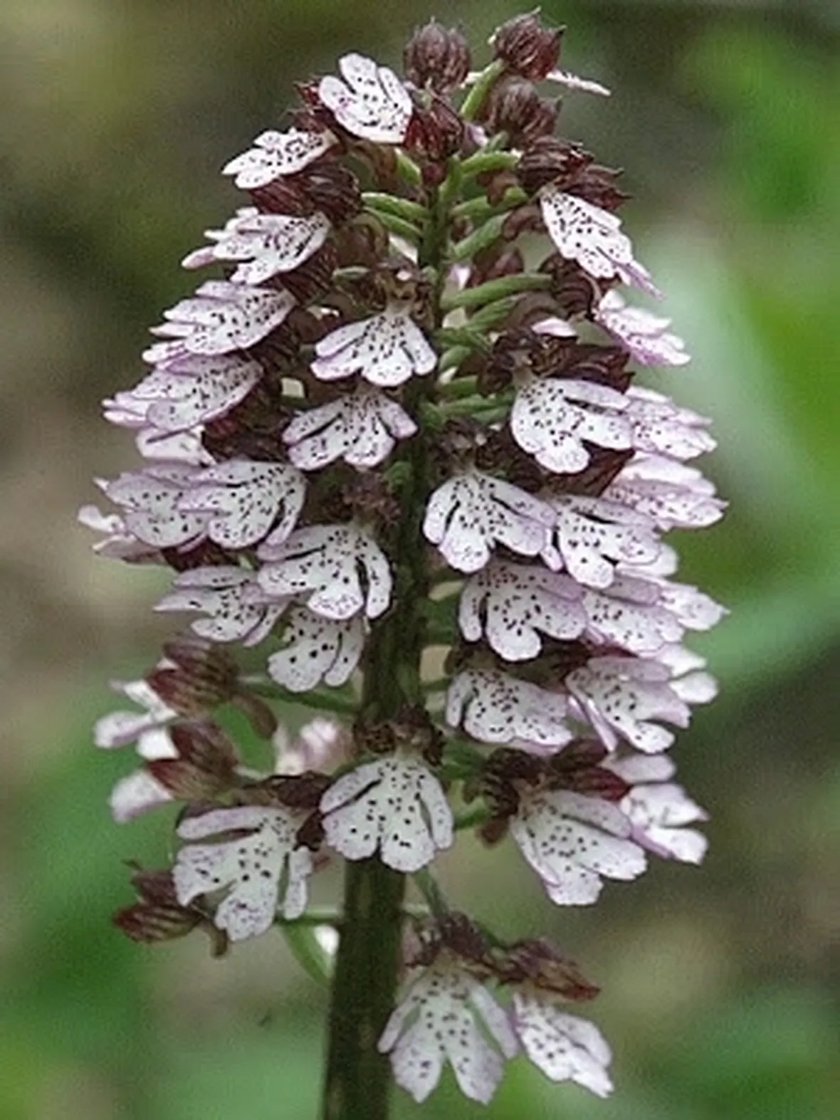 orchidee selvatiche-4