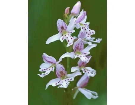 orchidee selvatiche-5