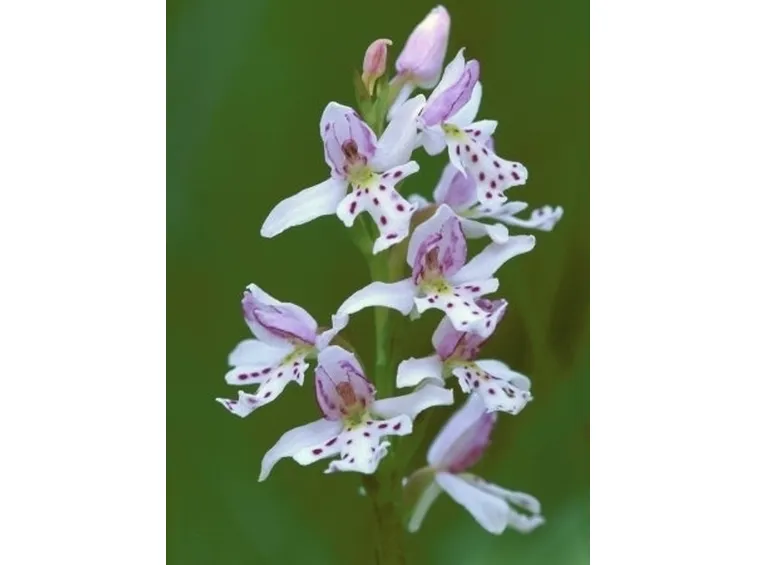 orchidee selvatiche-5
