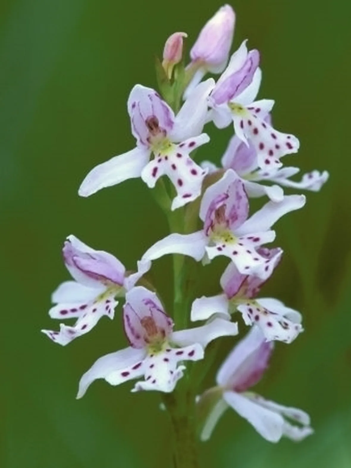 orchidee selvatiche-5