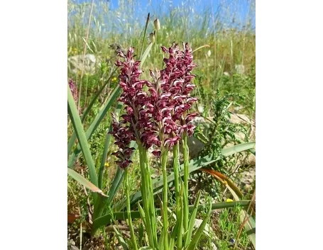 orchidee selvatiche-6