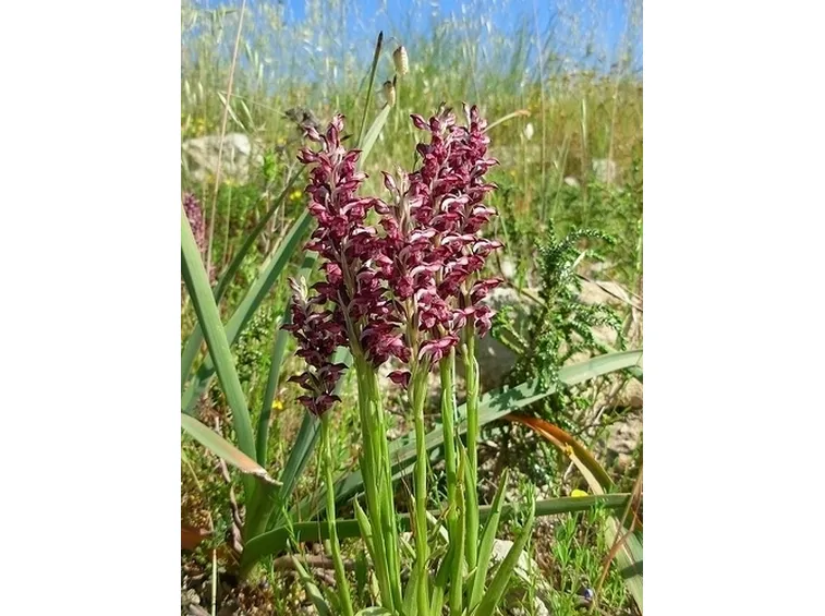 orchidee selvatiche-6