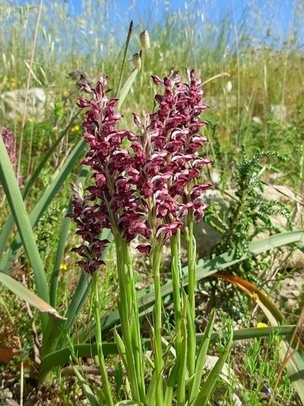 orchidee selvatiche-6