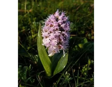 orchidee selvatiche-8