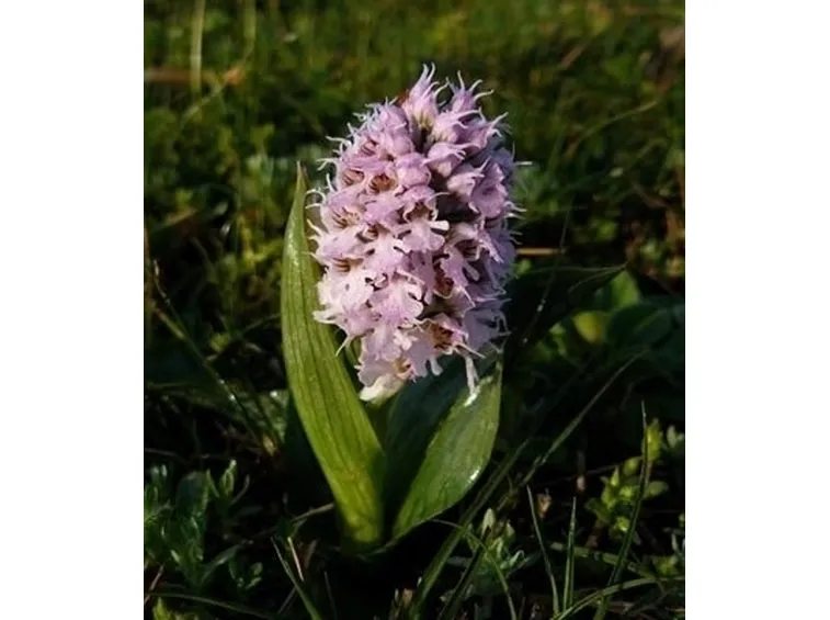 orchidee selvatiche-8