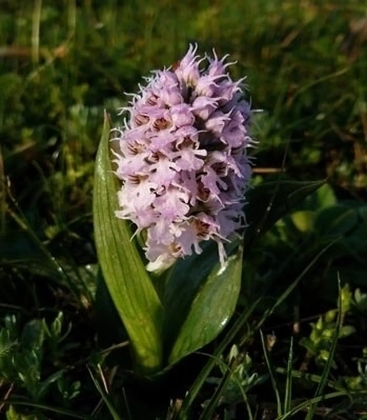 orchidee selvatiche-8