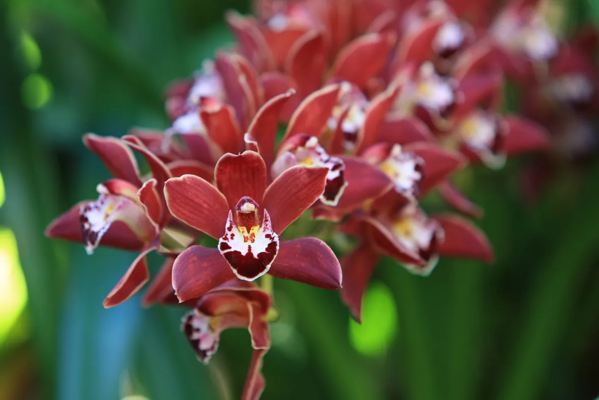 orchidee selvatiche-9