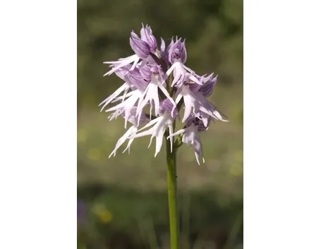 orchidee selvatiche