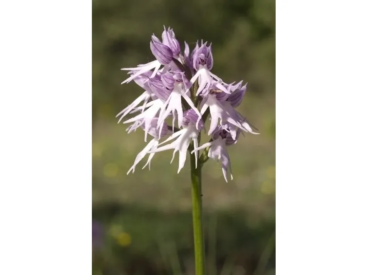 orchidee selvatiche