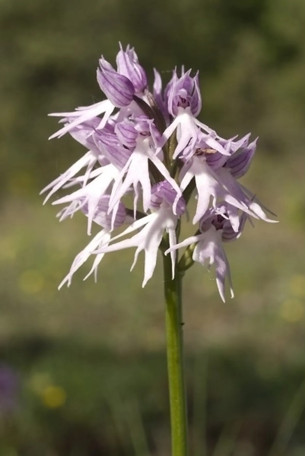orchidee selvatiche