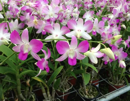 Origini del Dendrobium