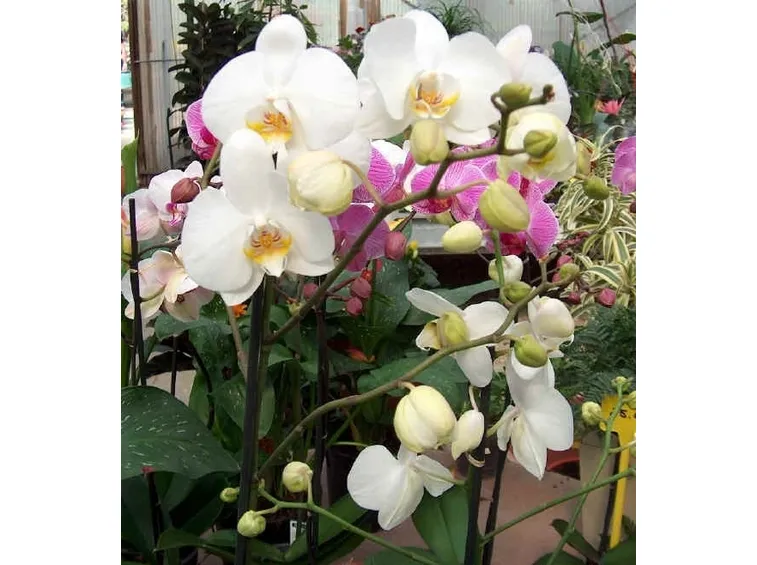 Phalenopsis-3