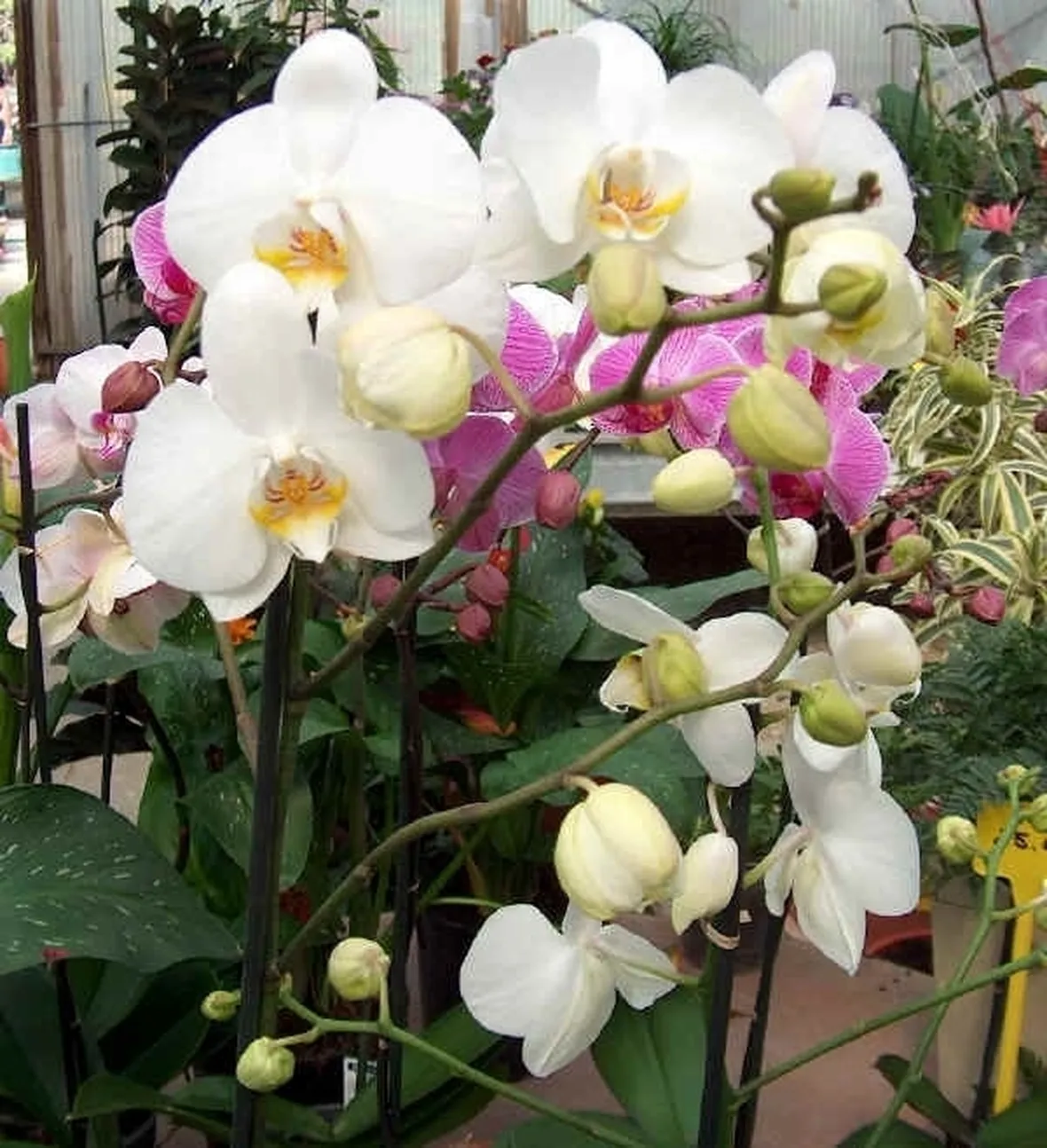 Phalenopsis-3