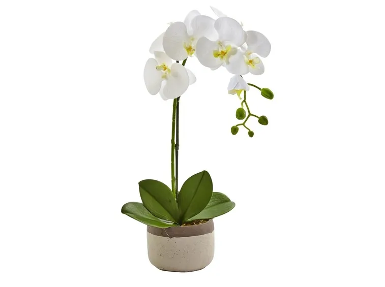 Phalenopsis-4