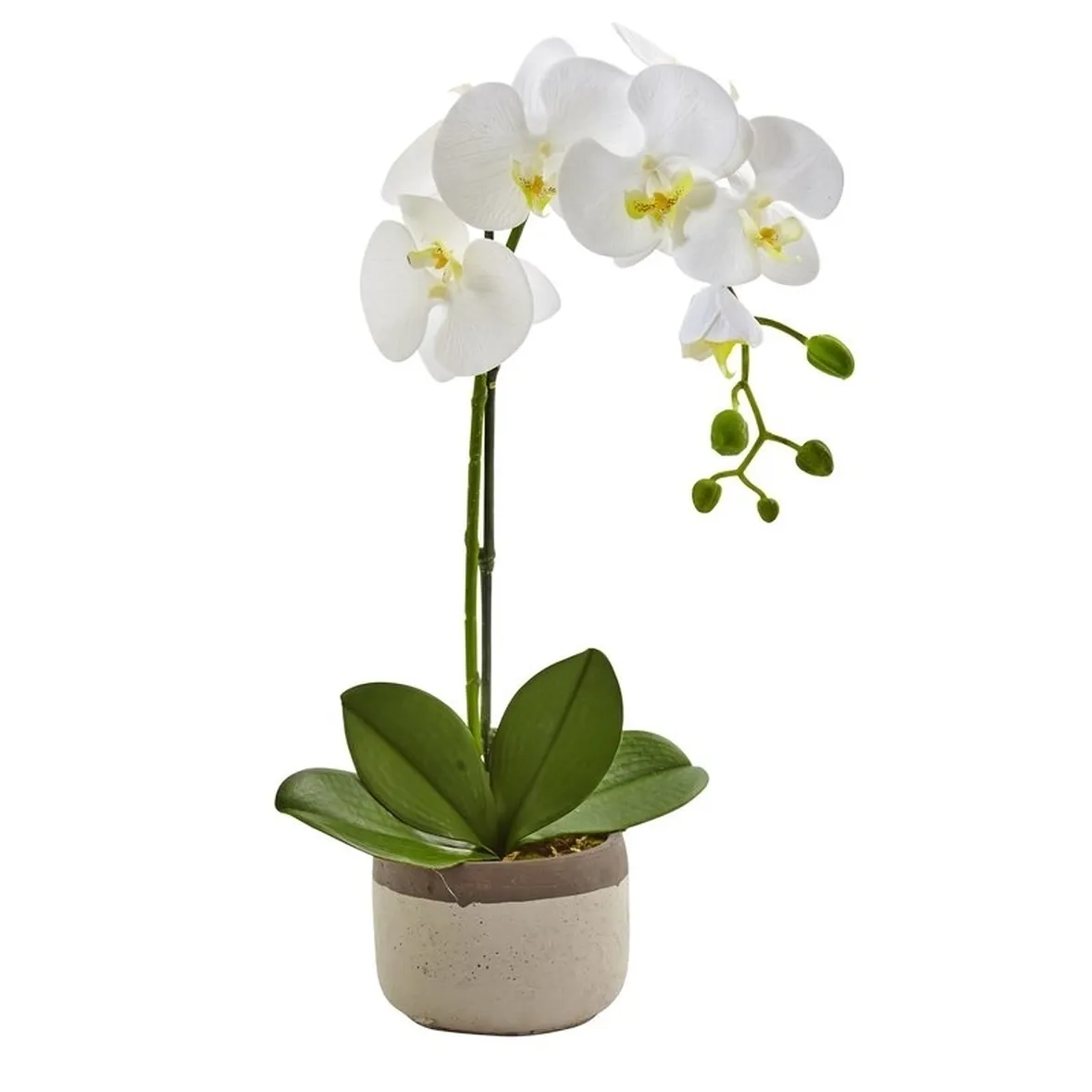 Phalenopsis-4