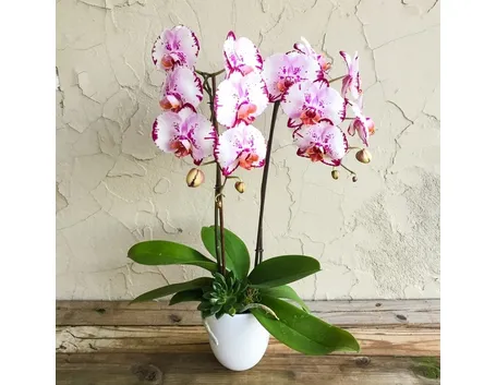 Phalenopsis-5