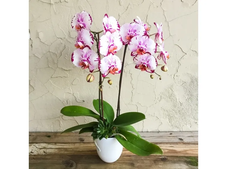 Phalenopsis-5