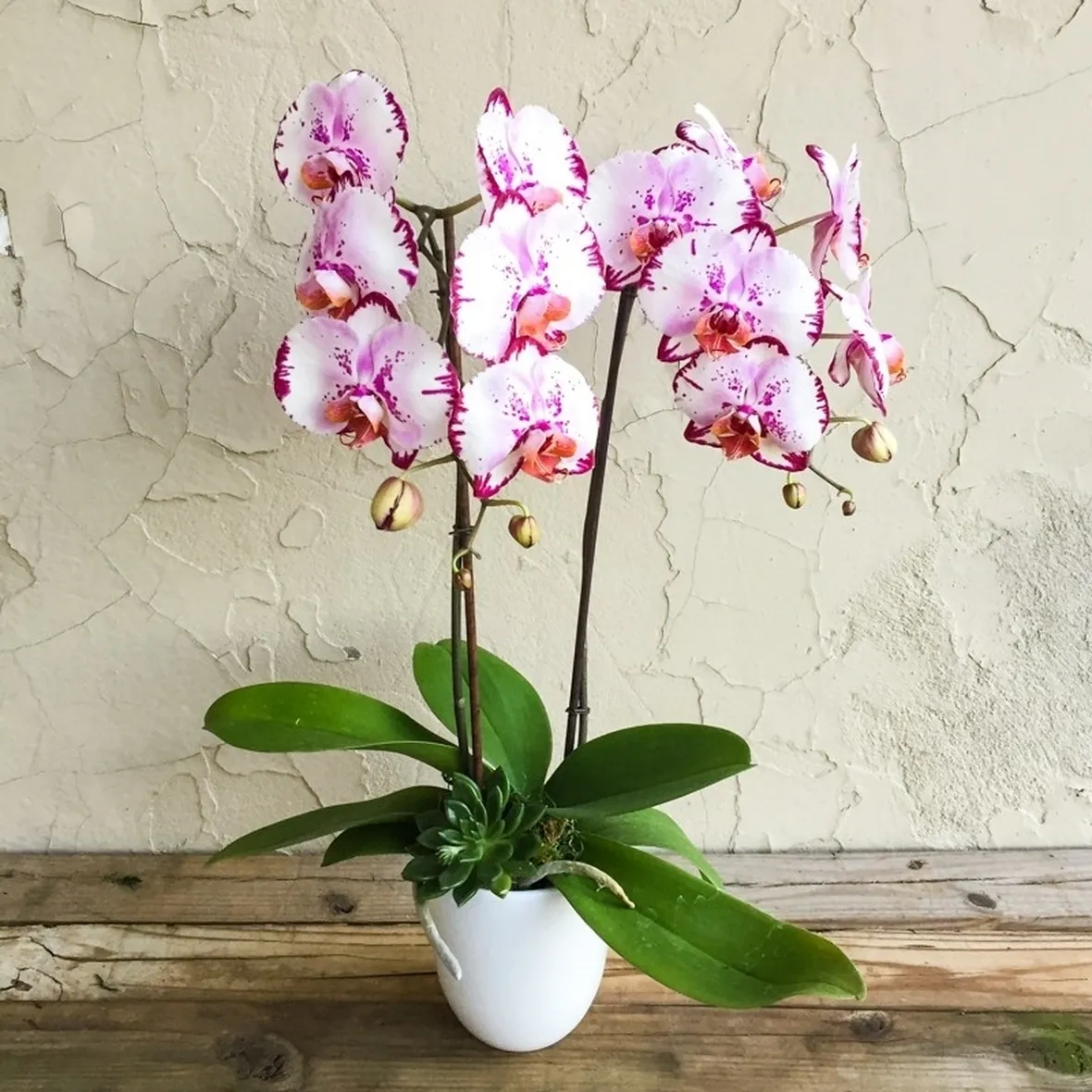 Phalenopsis-5