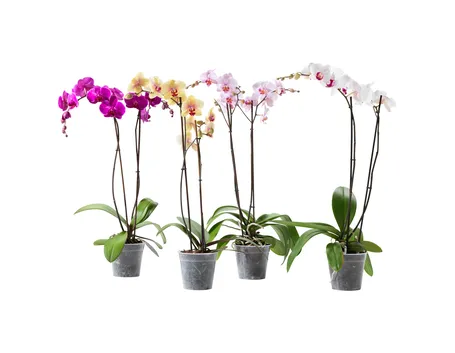 Phalenopsis-6