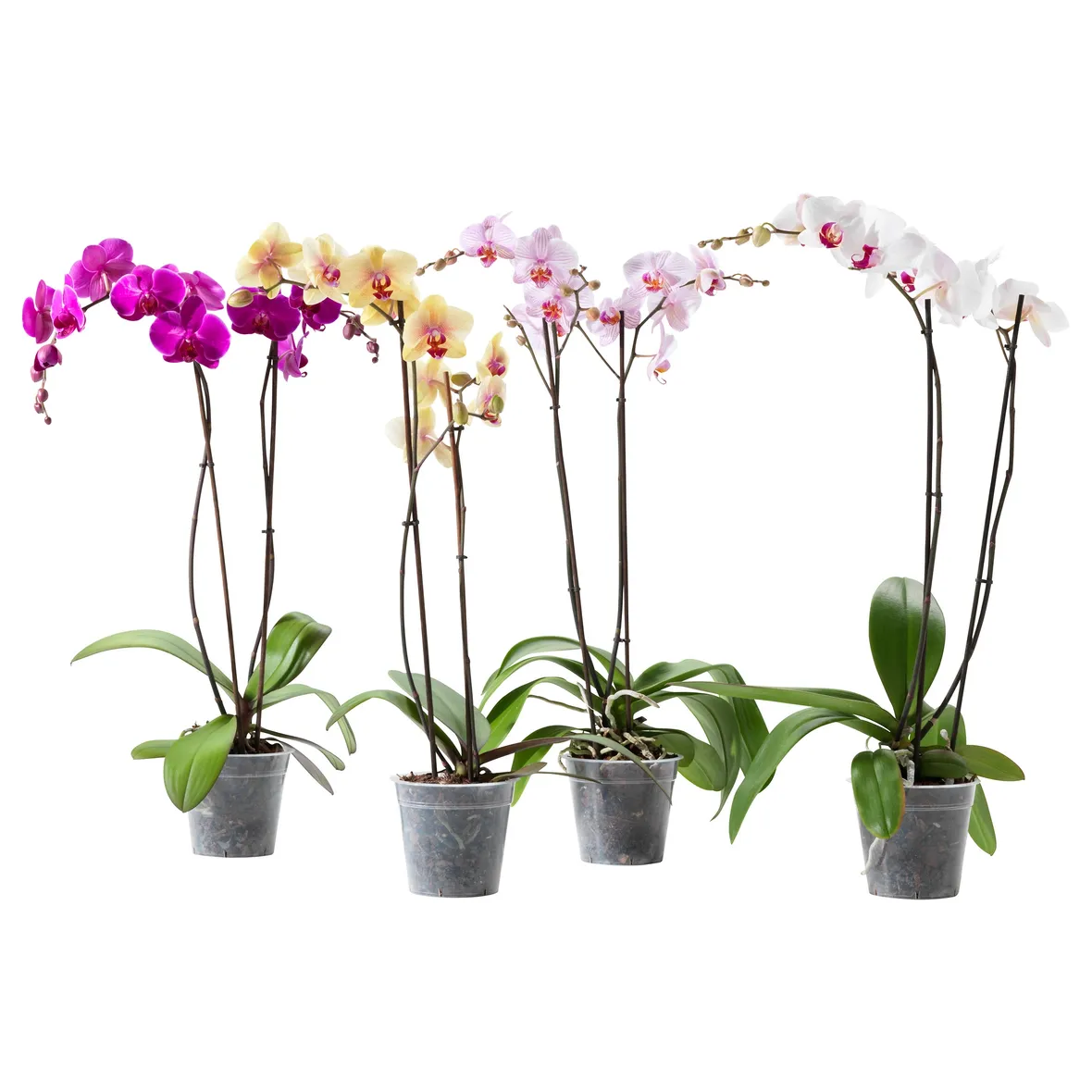 Phalenopsis-6