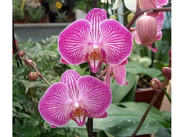 Phalenopsis-7