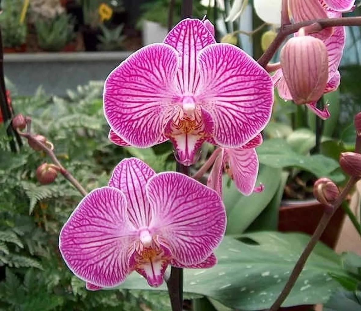 Phalenopsis-7