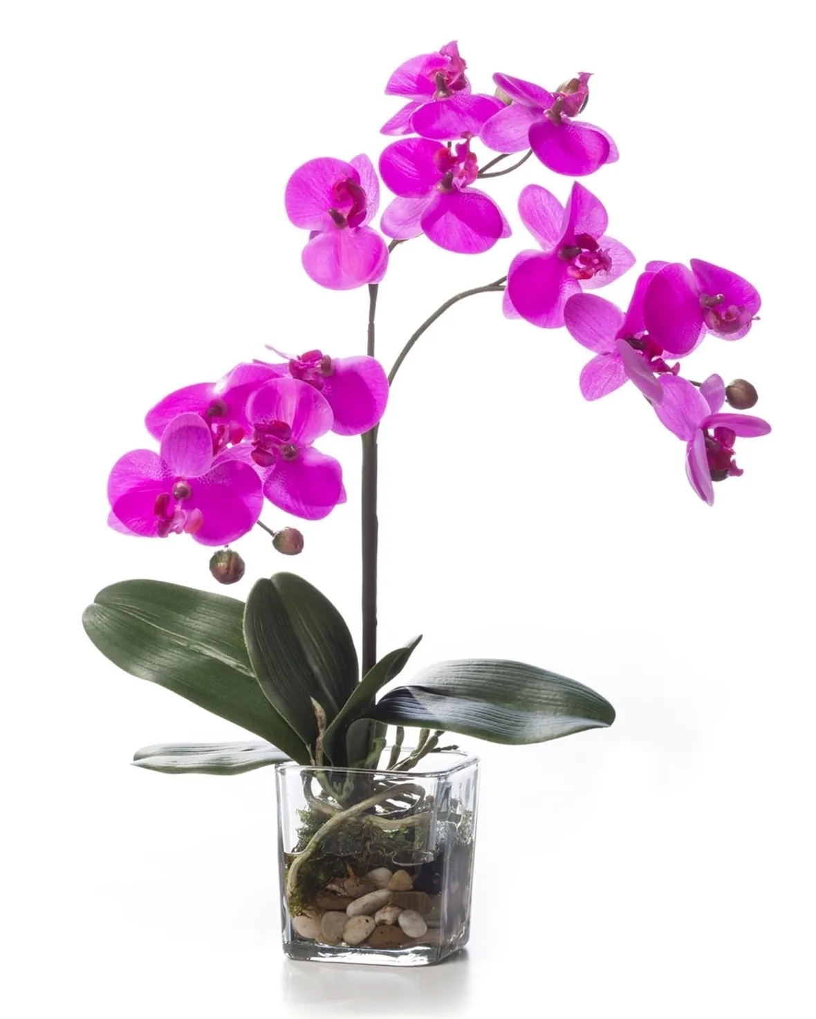 Phalenopsis-8