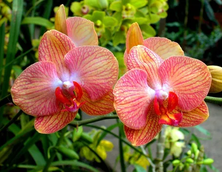 Phalenopsis-9