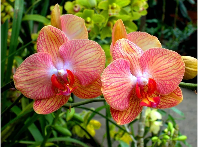Phalenopsis-9