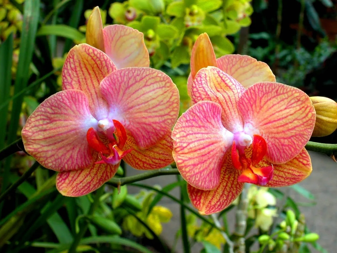 Phalenopsis-9