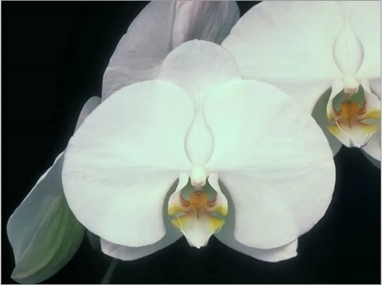 Phalenopsis