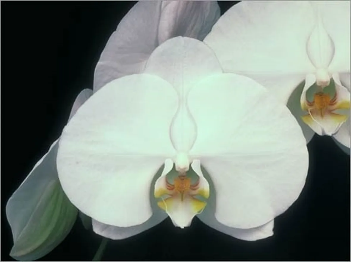 Phalenopsis